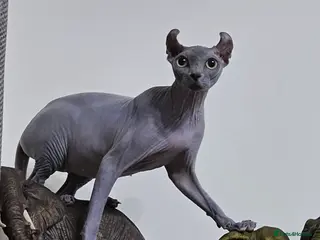 Sphynx cats Sphynx Elf kittens - Advert 1