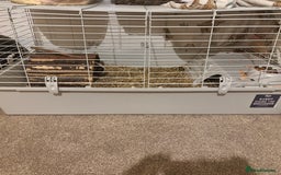 Guinea Pig rodents for sale: 2 Female Guinea Pigs With Cage - Image 3