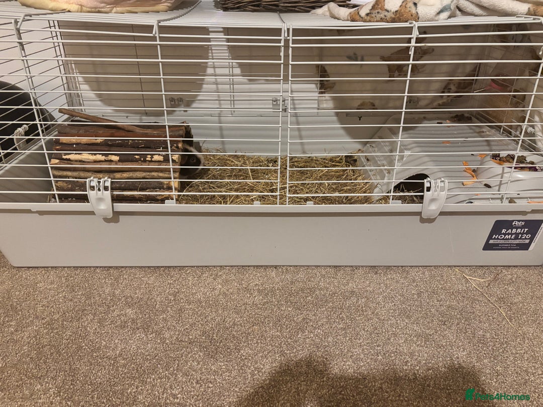 Guinea Pig rodents for sale: 2 Female Guinea Pigs With Cage - Image 3