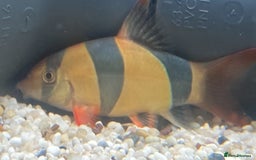 Loaches fish for sale: Clown loach  - Image 1