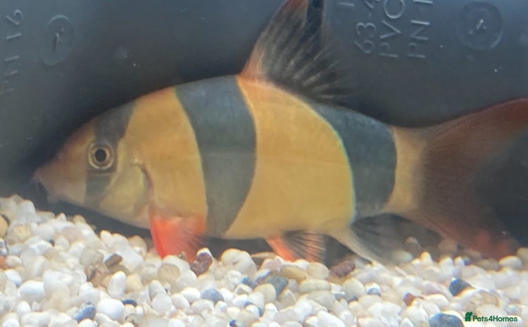 Loaches fish - Advert 1