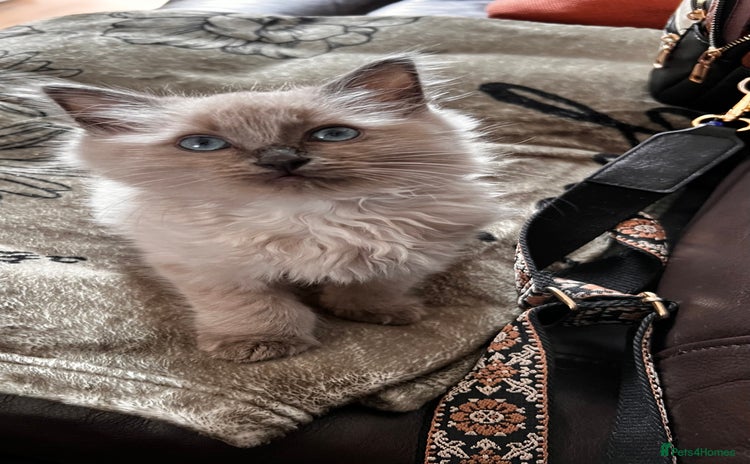Ragdoll cats - Advert 12