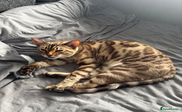 Bengal cats in Bradford - Advert 1