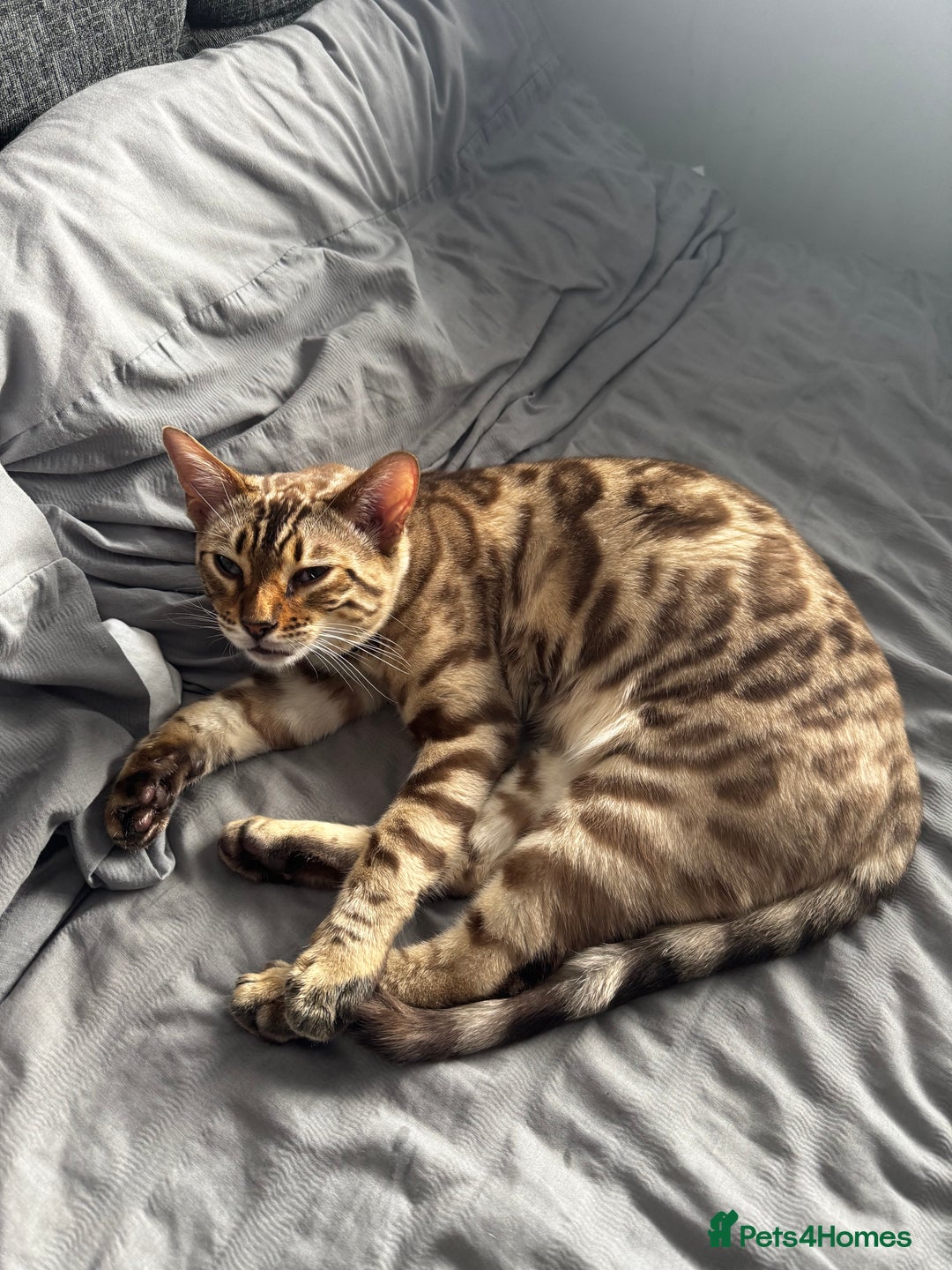 Bengal cats for sale: Stunning Snow Sepia Pedigree Bengal Kitten Male in Bradford - Image 1