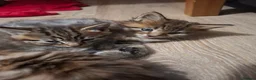 Mixed Breed cats for sale: Beautiful kittens are ready for a new home! - Advert 5