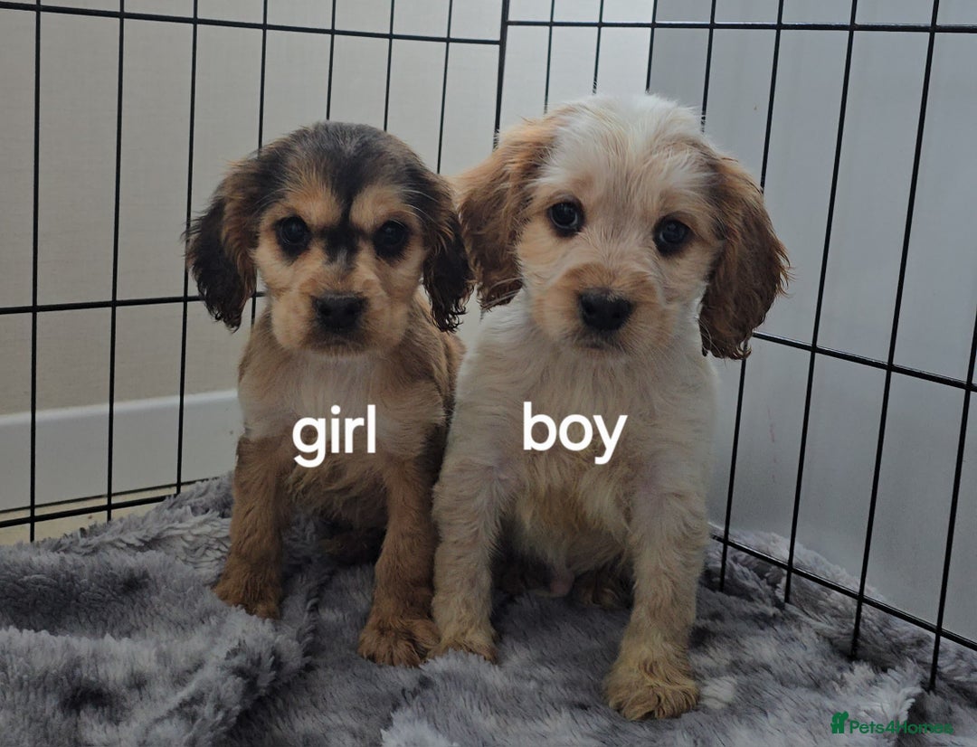 Cocker Spaniel dogs for sale: 4 Stunning cocker spaniel  - Advert 2