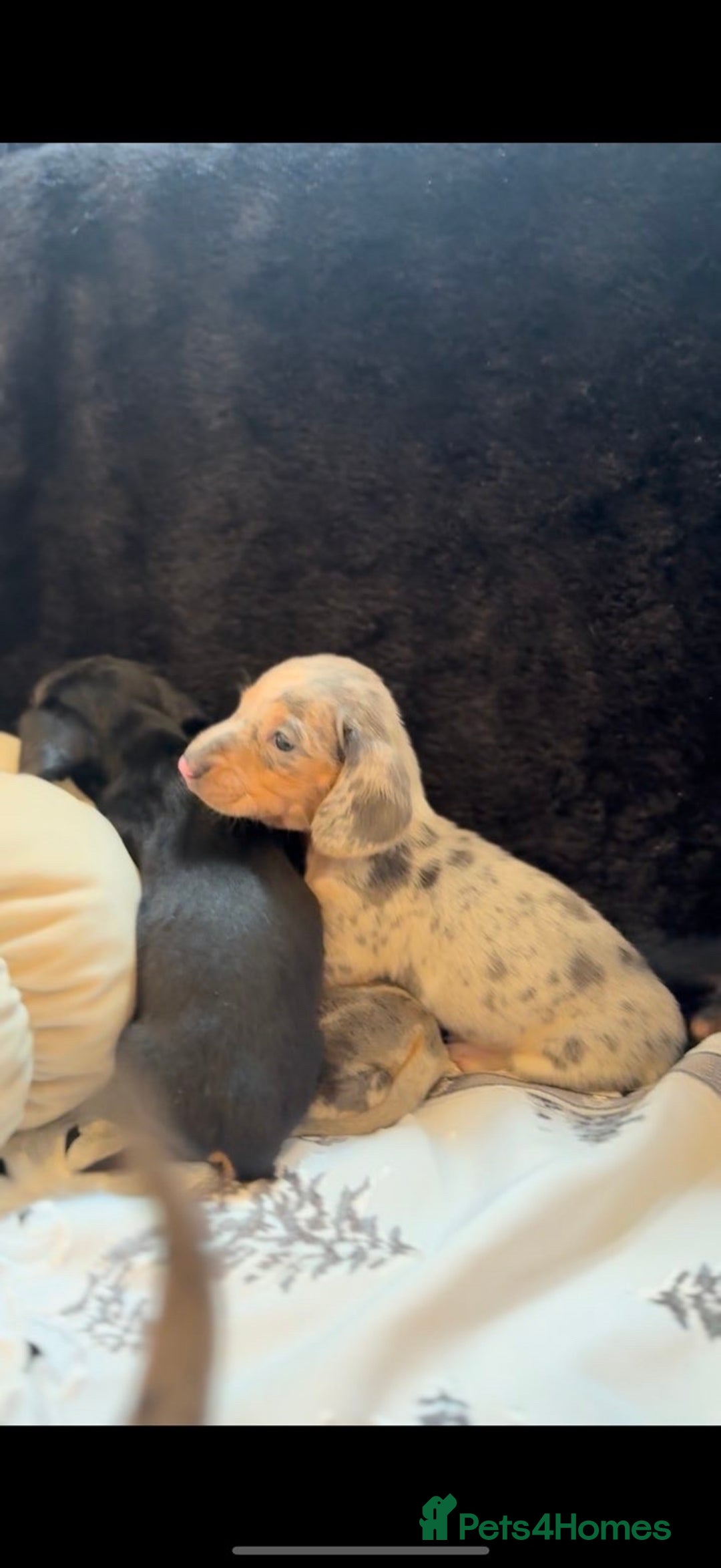 Miniature Dachshund dogs for sale: Beautiful litter of miniature dachshunds - Image 10