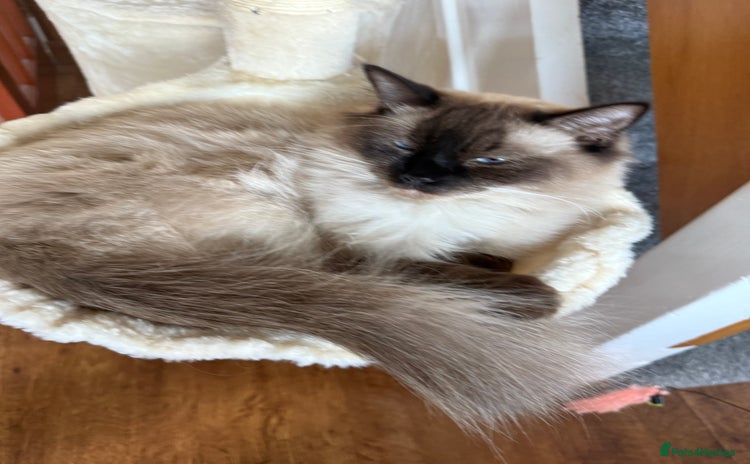 Ragdoll cats - Advert 4