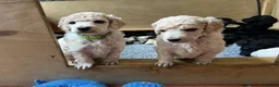 Standard Poodle dogs for sale: Beautiful White Boy available  - Advert 5