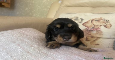 Miniature Dachshund dogs - Advert 1