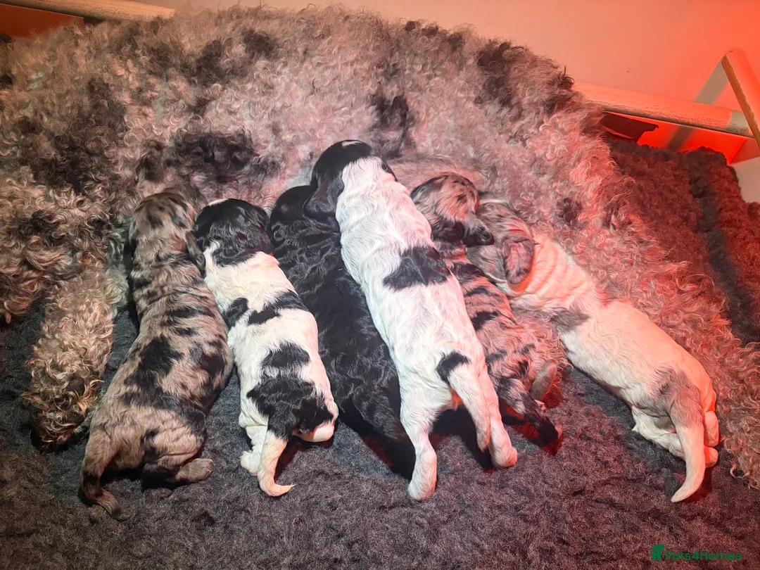 Cockapoo dogs for sale: Beautifully Marked F2 Cockapoos - Advert 1