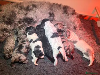 Cockapoo dogs Beautifully Marked F2 Cockapoos - Advert 2