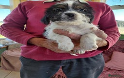 Mixed Breed dogs for sale: Shih tzu X Jackrussell Pups - Image 4
