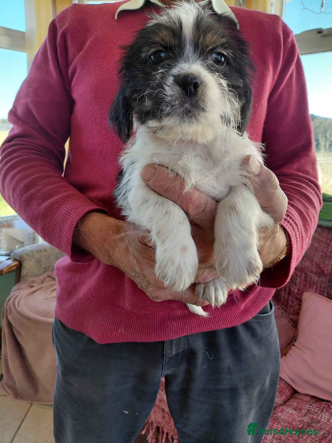 Mixed Breed dogs for sale: Shih tzu X Jackrussell Pups - Image 4