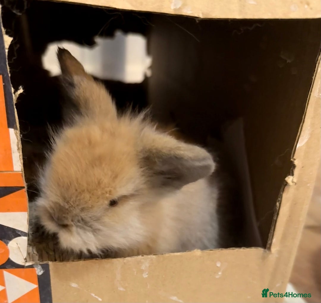 Lionhead rabbits for sale: 11 Double Maned Lionhead Babies For Sale - Advert 19