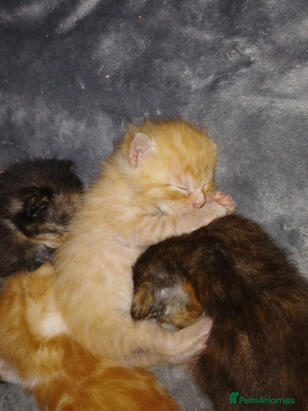 Mixed Breed cats for sale: Gorgeous Kittens - Image 8