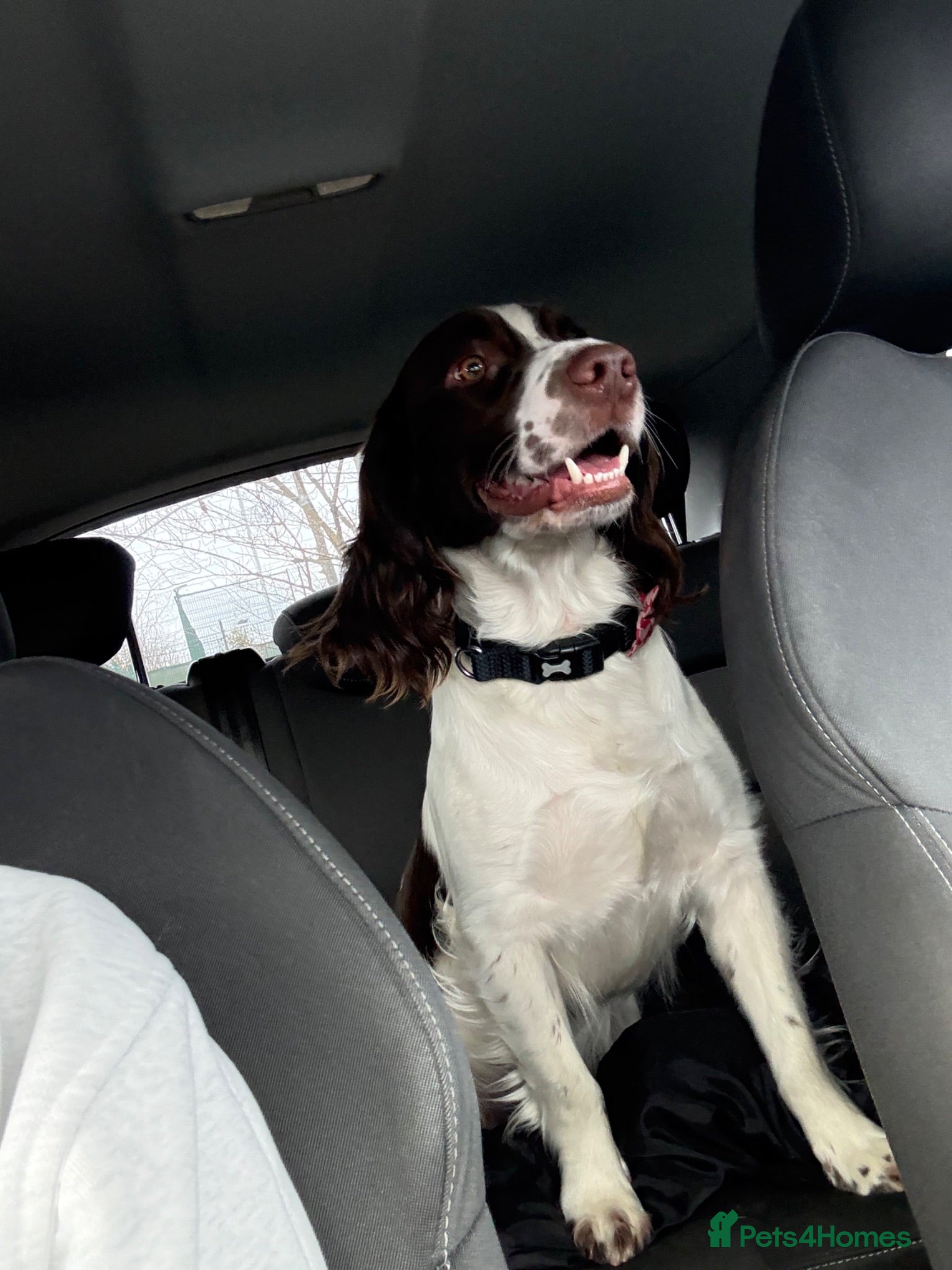 Mixed Breed dogs Max sprocker spaniel - Advert 2