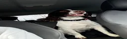 Mixed Breed dogs for sale: Max sprocker spaniel - Advert 1