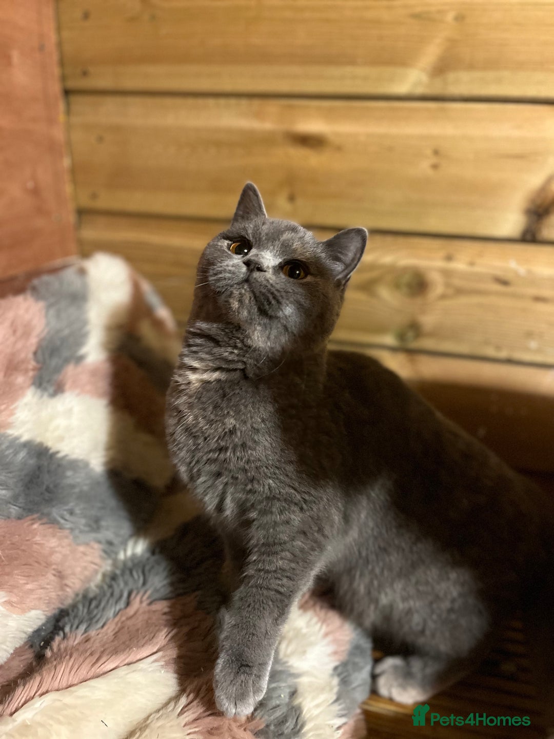 British Shorthair cats for sale: Gccf female British Shorthair - Advert 6