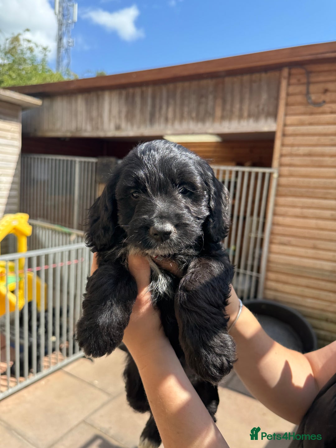 Sproodle dogs for sale: F1 Sproodles for Sale - Image 30