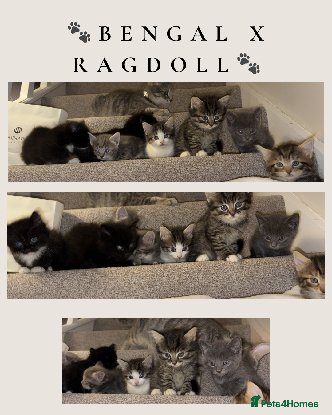 Ragdoll cats 🐾✨ Stunning Ragdoll x Bengal kittens 🩷🩵 - Advert 6