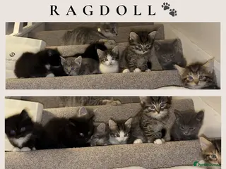 Ragdoll cats 🐾✨ Stunning Ragdoll x Bengal kittens 🩷🩵 - Advert 6