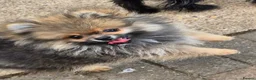 Pomeranian dogs for sale: 13 weeks Teddy bear face Pomeranian male puppies  - Advert 6