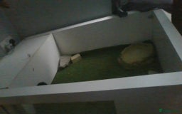 Tortoise reptiles for sale: Horsefield Tortoise - Image 3