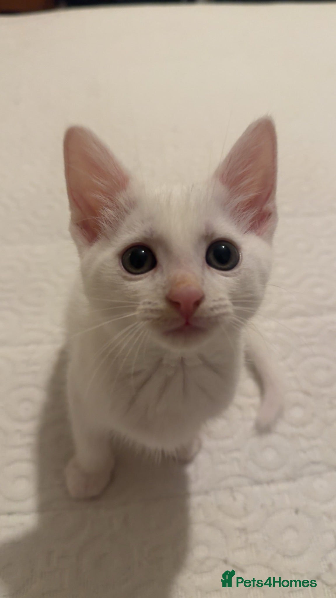 Mixed Breed cats Male White Kitten  - Advert 1
