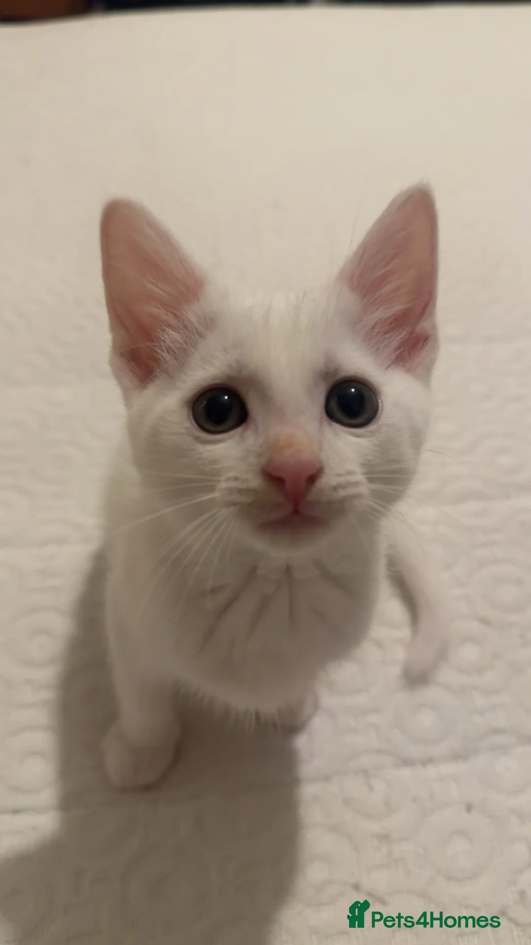 Mixed Breed cats for sale: Male White Kitten  - Advert 1