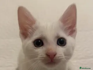 Mixed Breed cats Male White Kitten - Advert 3