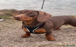 Miniature Dachshund dogs for stud: ⭐️⭐️⭐️KC MINIATURE DACHSHUND FOR STUD⭐️⭐️  in Southampton - Image 3