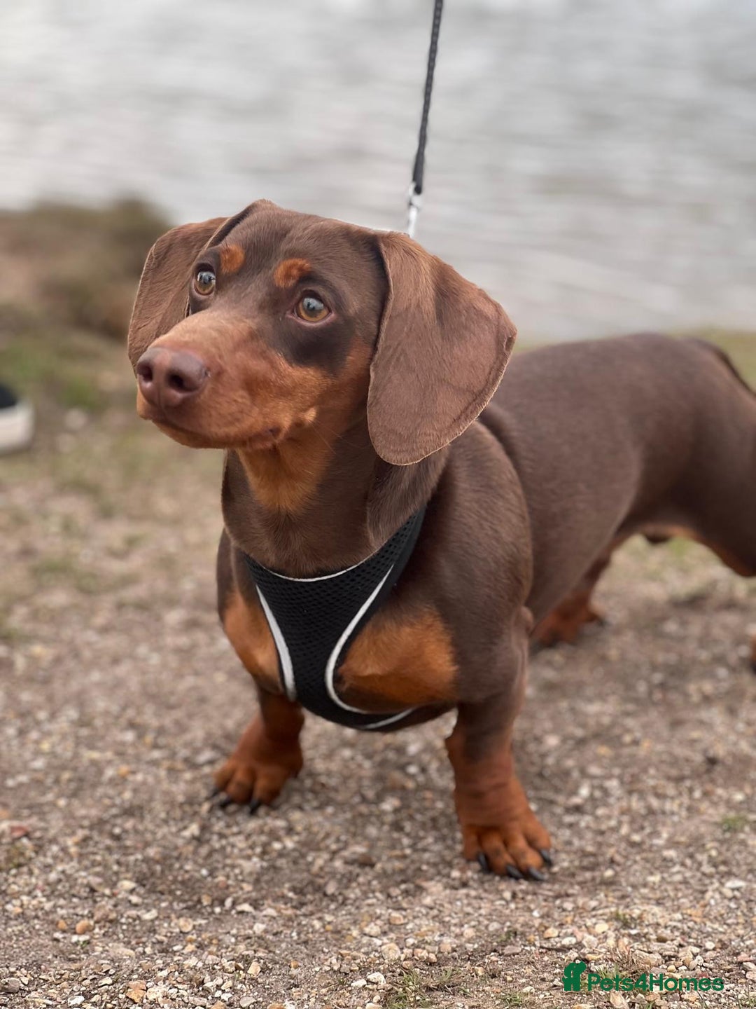 Miniature Dachshund dogs for stud: ⭐️⭐️⭐️KC MINIATURE DACHSHUND FOR STUD⭐️⭐️  in Southampton - Image 3