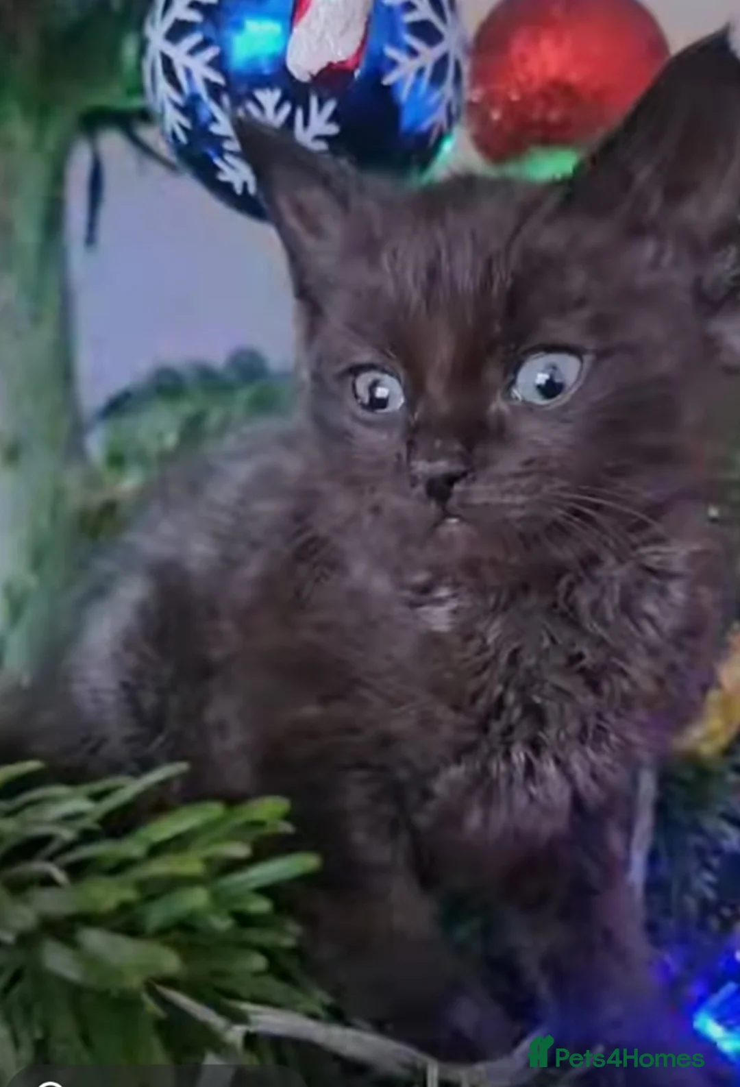 Mixed Breed cats for sale: ​🐾 Precious Bottle-Fed & Hand-Raised Kittens ❣️ - Advert 17