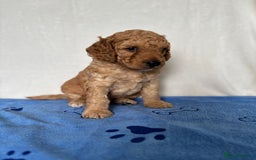 Cockapoo dogs for sale: F2 Cockapoo puppies - Image 4