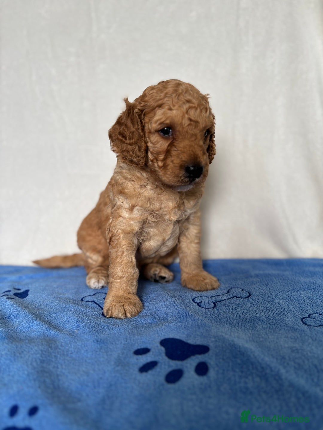 Cockapoo dogs for sale: F2 Cockapoo puppies - Image 4