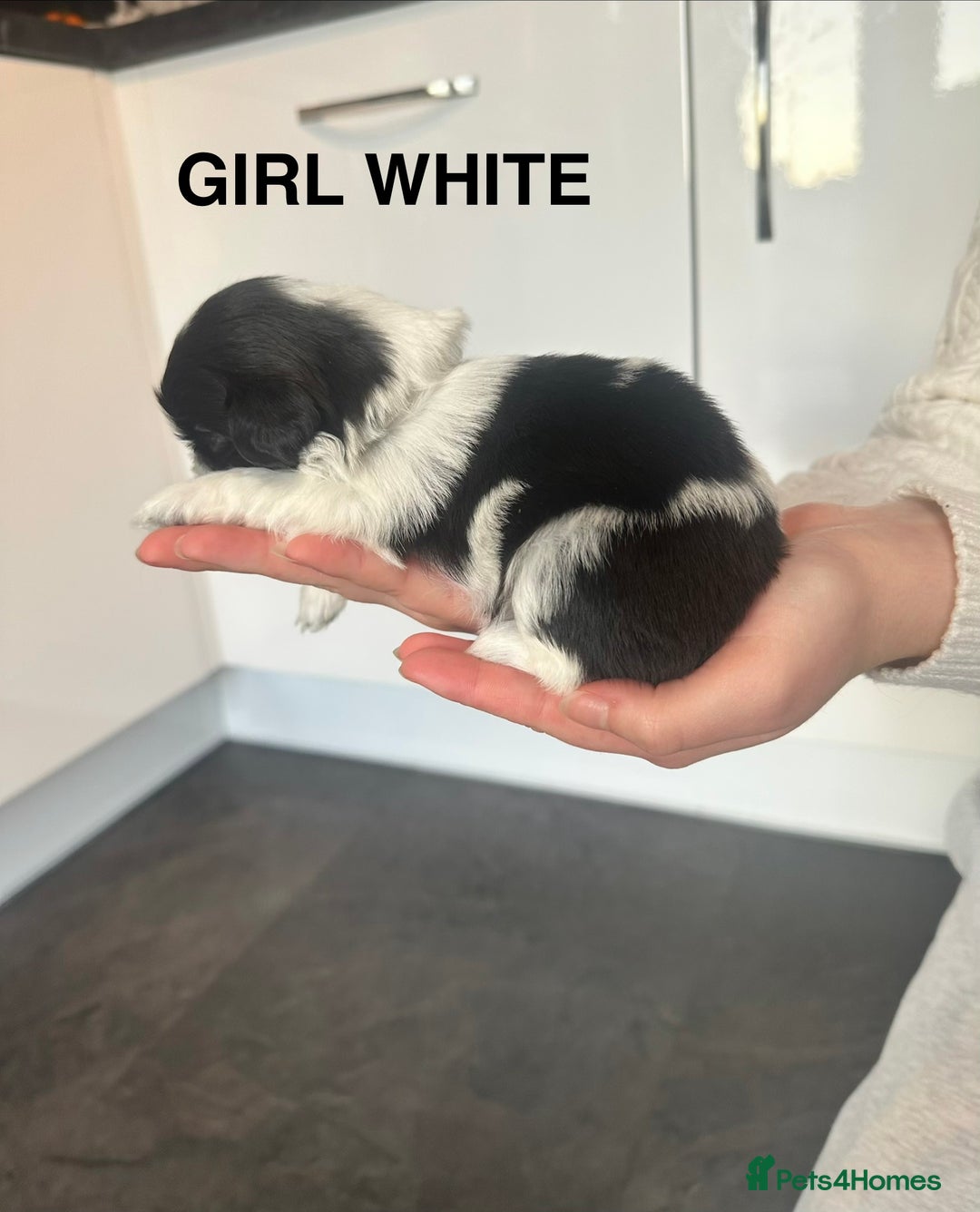 Shih Tzu dogs for sale: Shih Tzu puppies - Advert 9