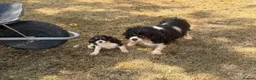Cavalier King Charles Spaniel dogs for sale:  Exceptional Cavalier King Charles Puppies in Dudley - Advert 15