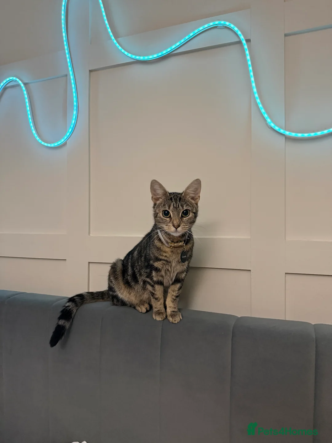 Mixed Breed cats for sale: Two kittens  - Advert 1