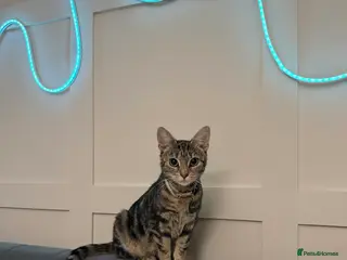 Mixed Breed cats Two kittens - Advert 2