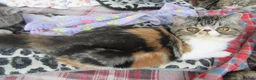 Exotic cats for sale: Super Sweet Female kitten Available Now - Advert 14
