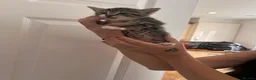 British Shorthair cats for sale: 2x tabby cats available  in Bolton - Advert 4