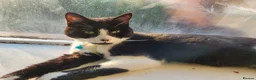 Mixed Breed cats for sale: Brothers looking for home together - Advert 2