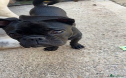 Frug dogs for sale: Male Frug  - Image 3
