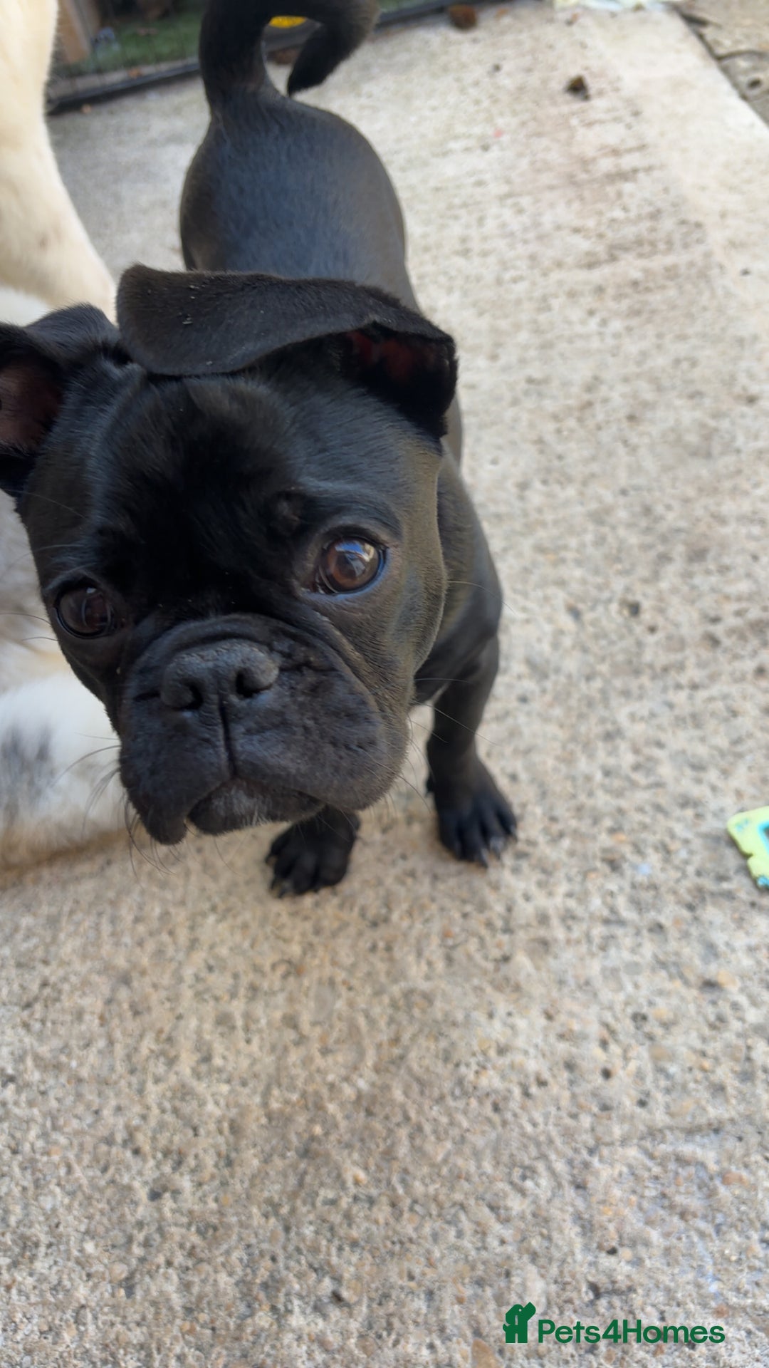 Frug dogs for sale: Male Frug  - Image 3