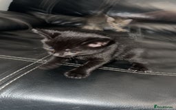 British Shorthair cats for sale: Adorable black half tabby half shorthair  - Image 3