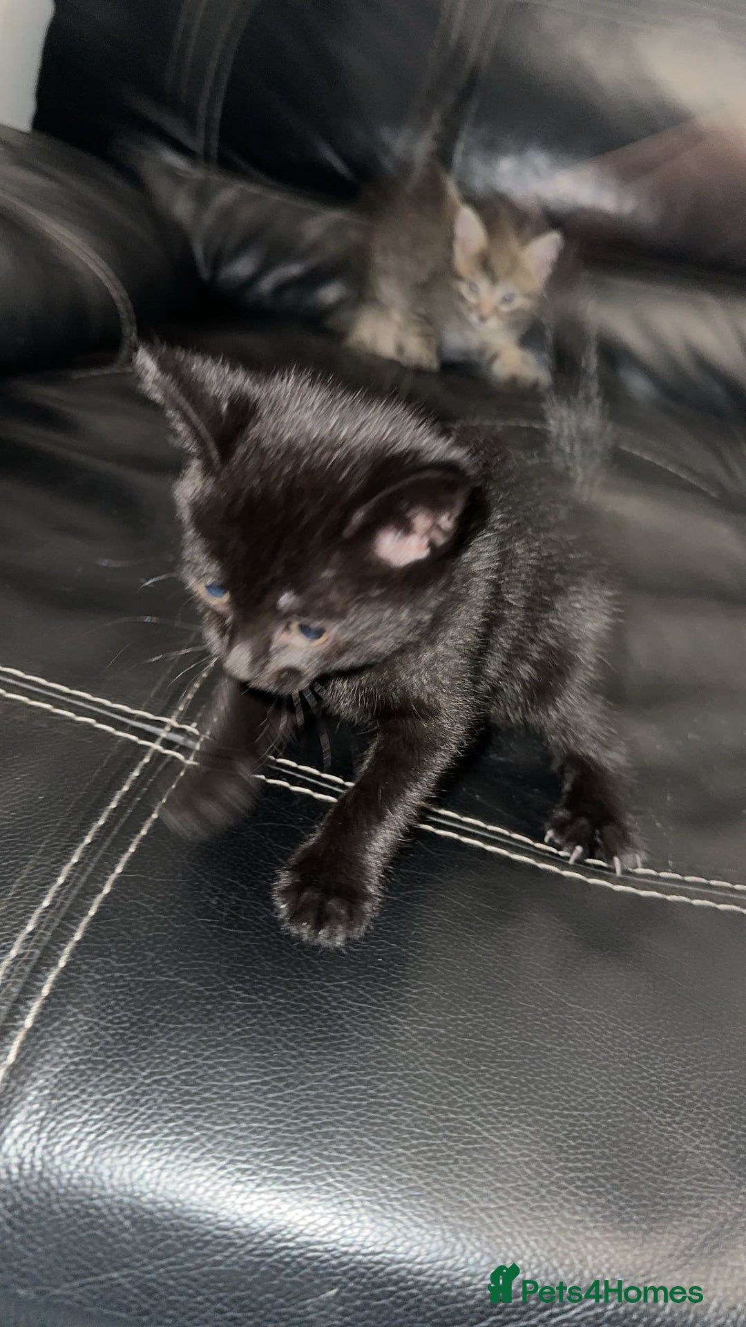 British Shorthair cats for sale: Adorable black half tabby half shorthair  - Image 3