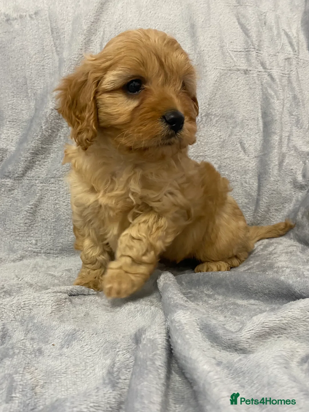 Cavapoo dogs for sale: F1 Toy Cavapoo - Advert 4