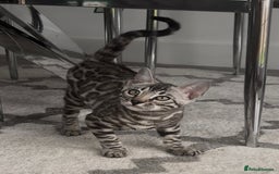 Bengal cats for sale: Breed quality silver bengal kittens 🐆💎🤍🩶🖤 - Image 23