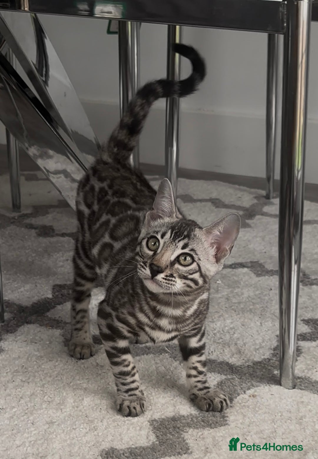 Bengal cats for sale: Breed quality silver bengal kittens 🐆💎🤍🩶🖤 - Image 23